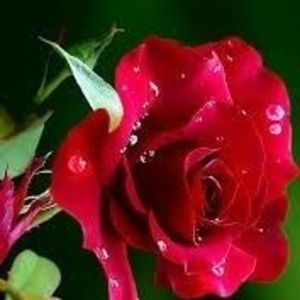 Meet your Posher, Cassandra